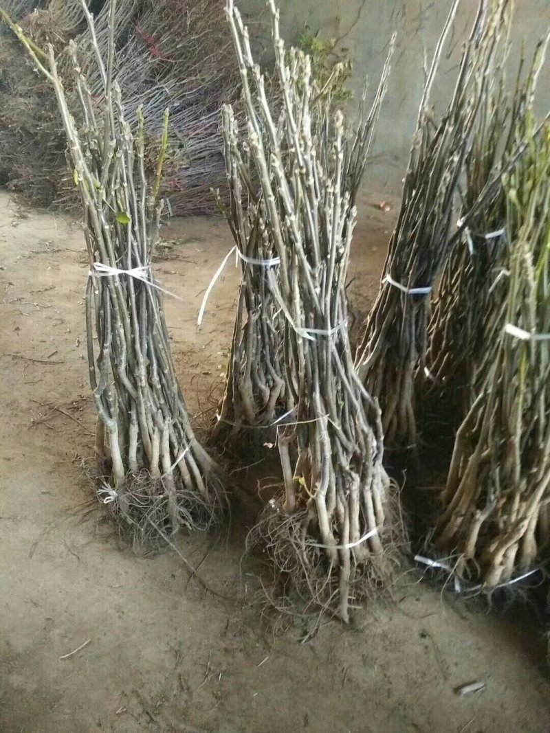 核桃苗基地嫁接核桃苗批发基地直销价格优惠