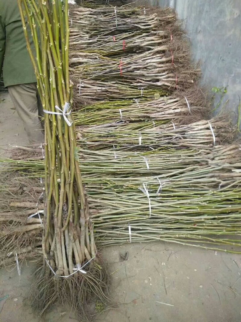 核桃苗基地嫁接核桃苗批发基地直销价格优惠