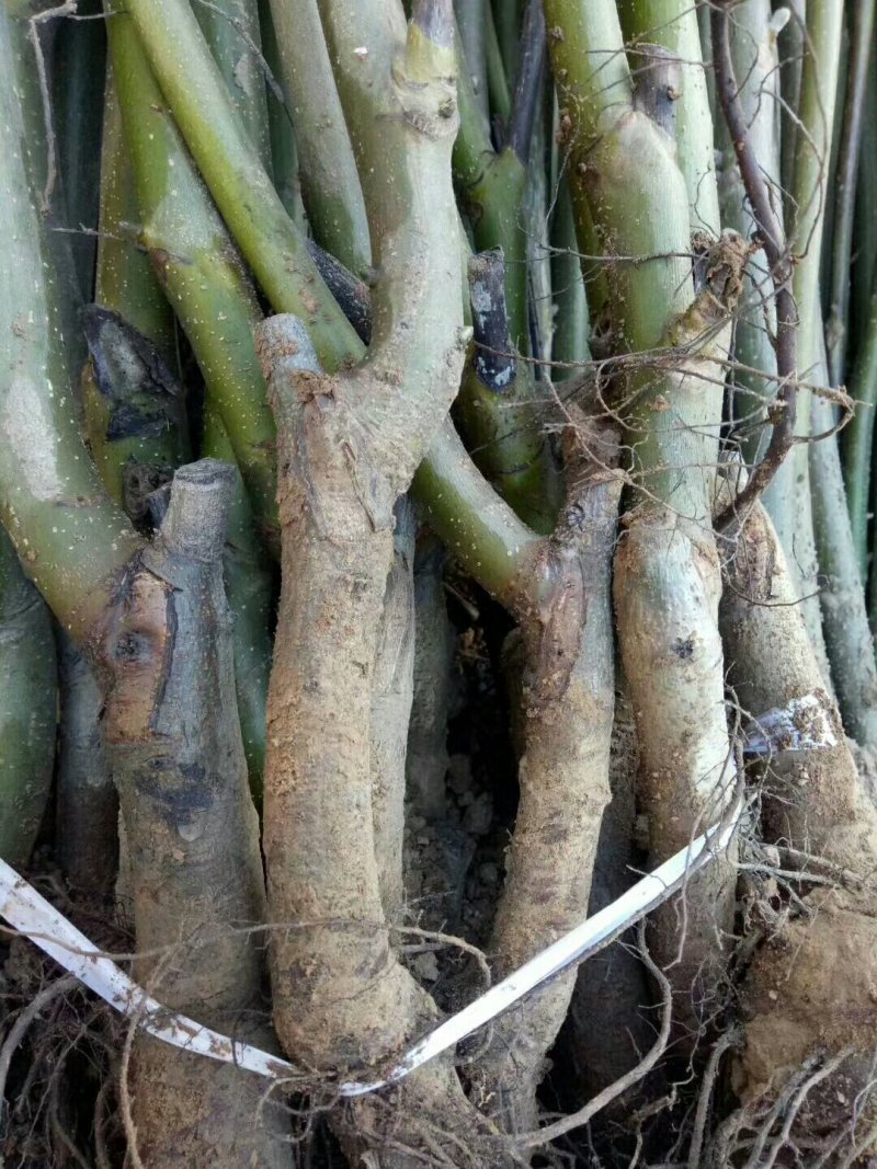 核桃苗基地嫁接核桃苗批发基地直销价格优惠