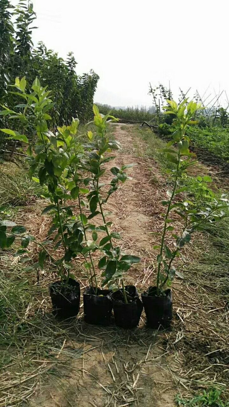 蓝莓苗基地批发1-5年生营养杯苗