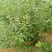 蓝莓苗基地批发1-5年生营养杯苗