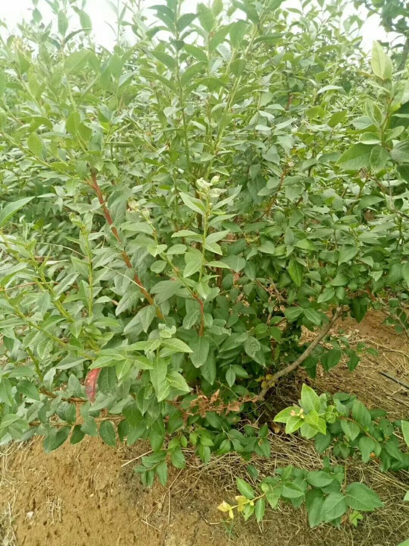 蓝莓苗基地批发1-5年生营养杯苗