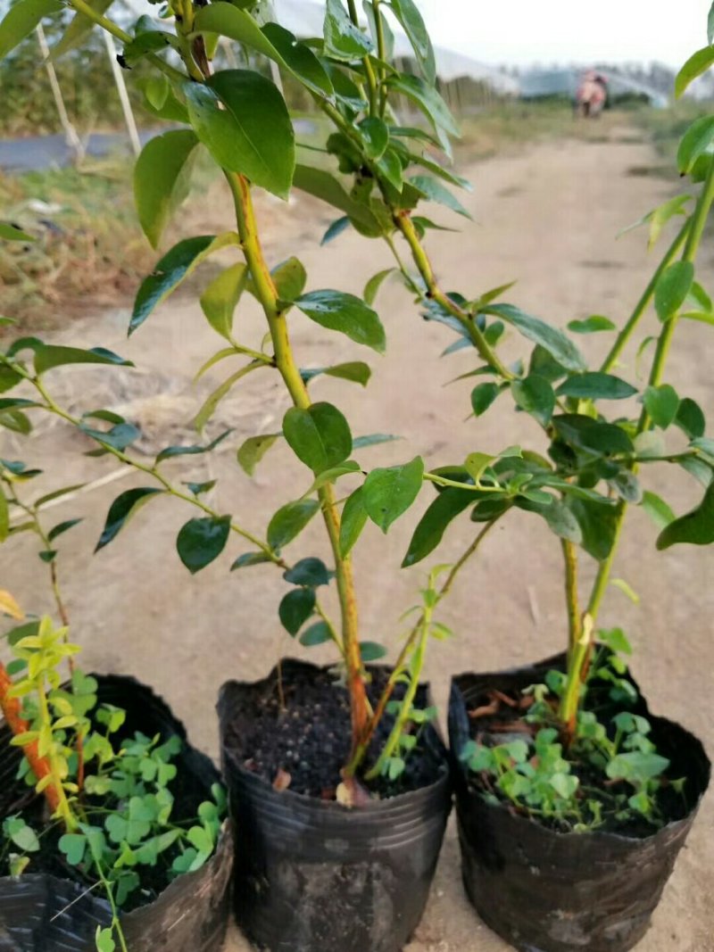 蓝莓苗基地批发1-5年生营养杯苗