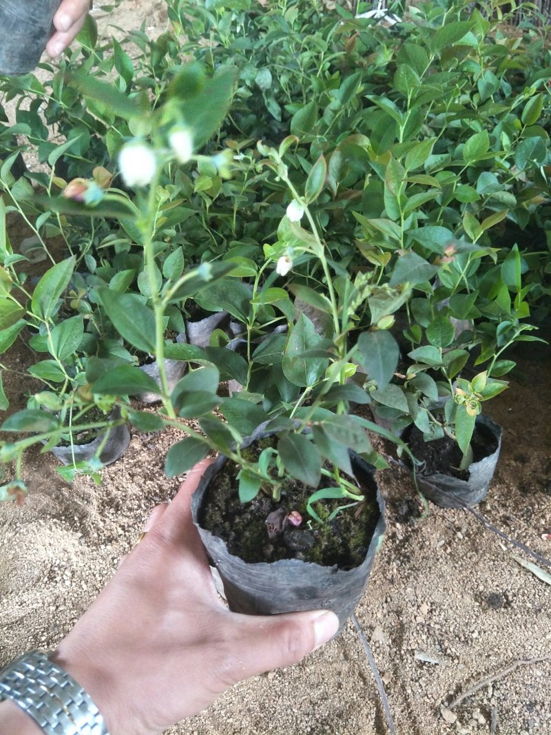 蓝莓苗基地批发1-5年生营养杯苗