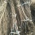 柿子苗基地柿树苗批发规格齐全价格优惠