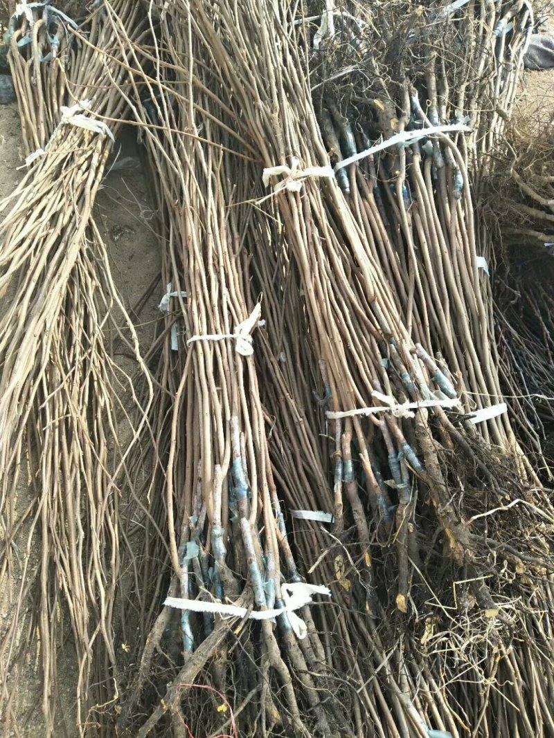 柿子苗基地柿树苗批发规格齐全价格优惠