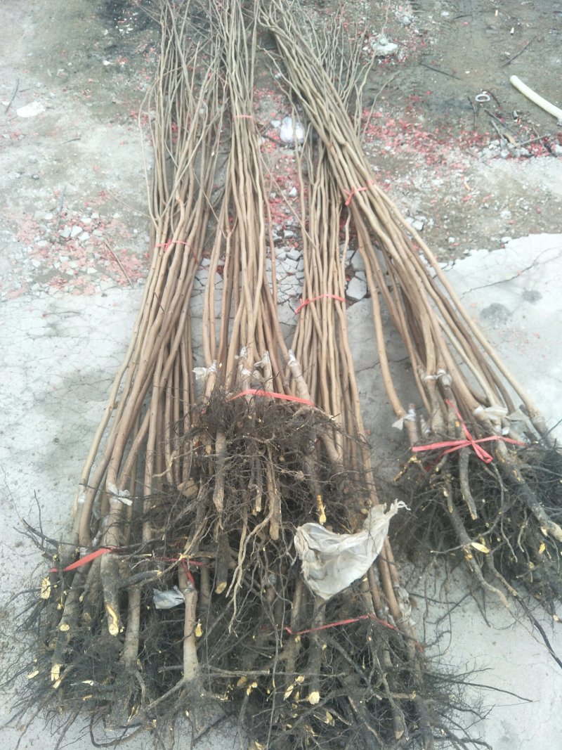 柿子苗基地柿树苗批发规格齐全价格优惠