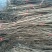 柿子苗基地柿树苗批发规格齐全价格优惠