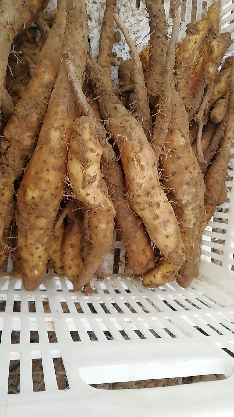 山药原种（白玉，可分装）