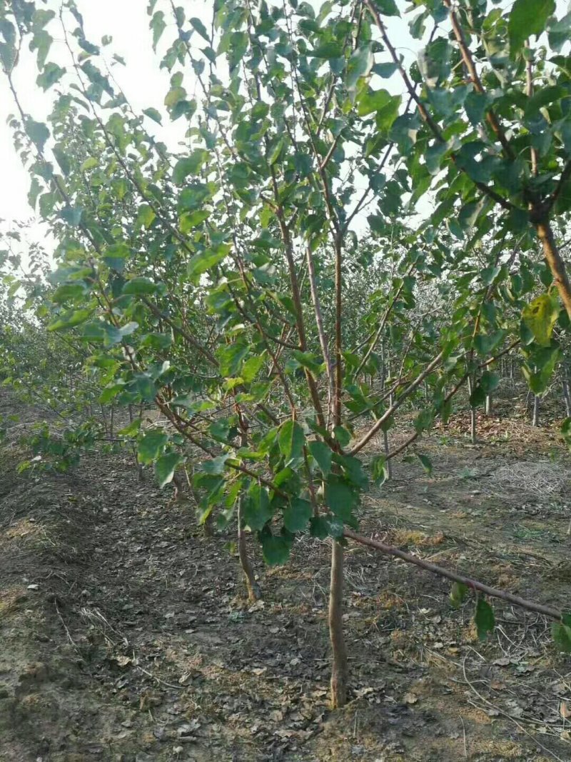 杏苗基地杏树苗批发基地直销价格优惠