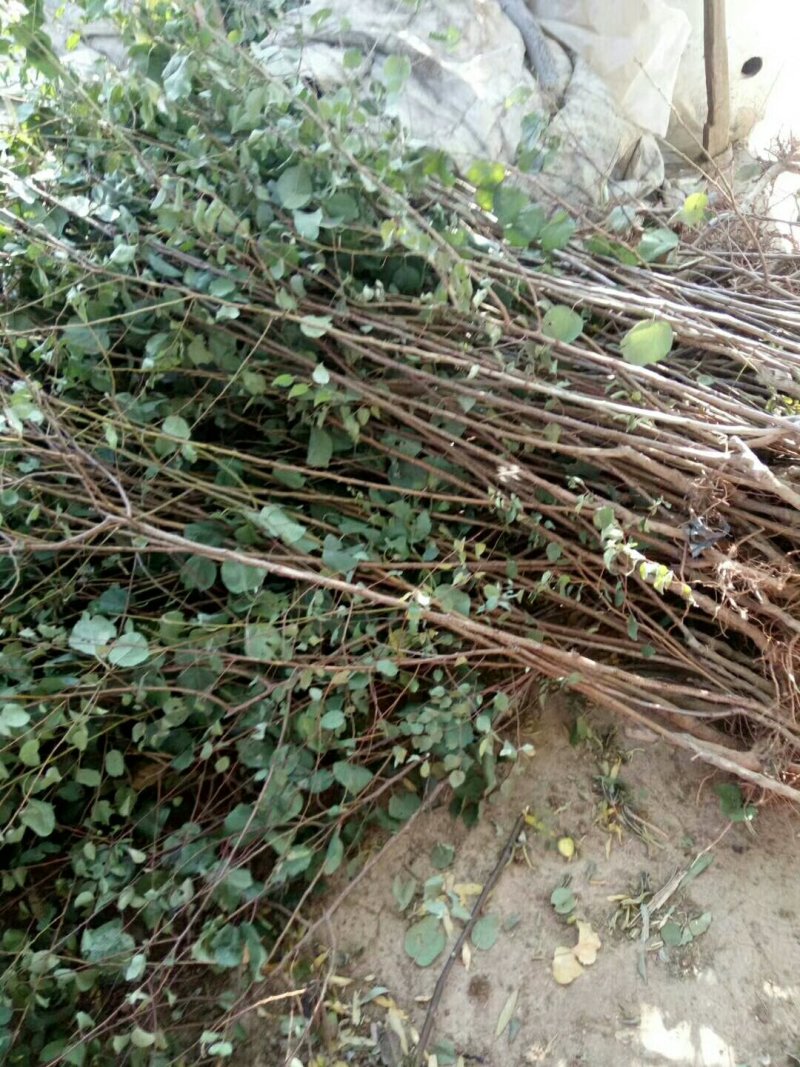 杏苗基地杏树苗批发基地直销价格优惠