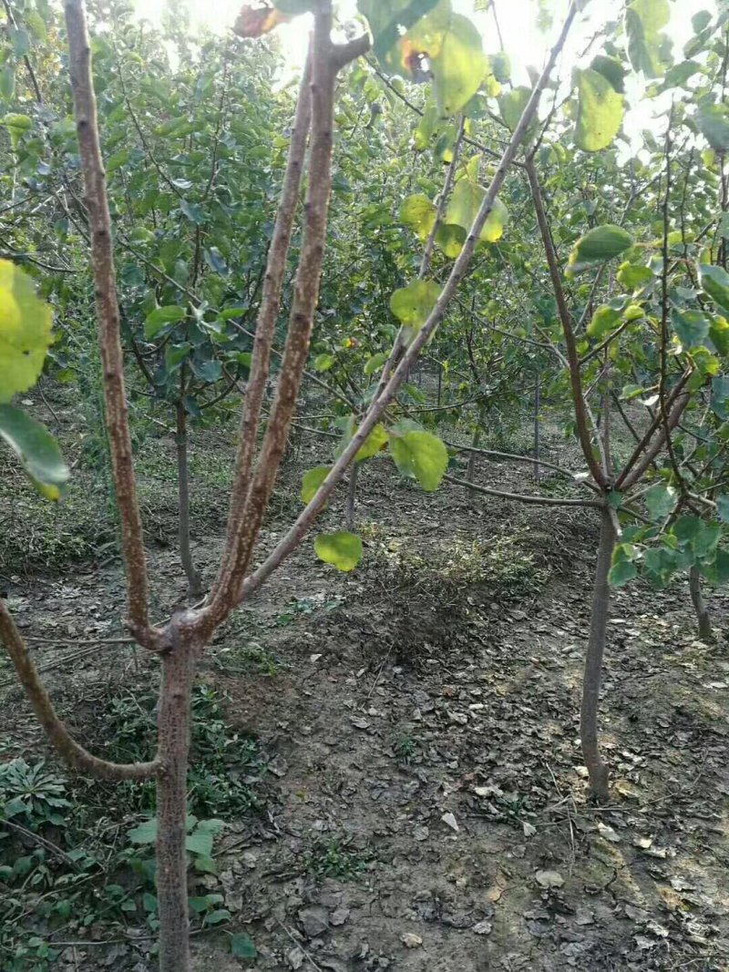 杏苗基地杏树苗批发基地直销价格优惠