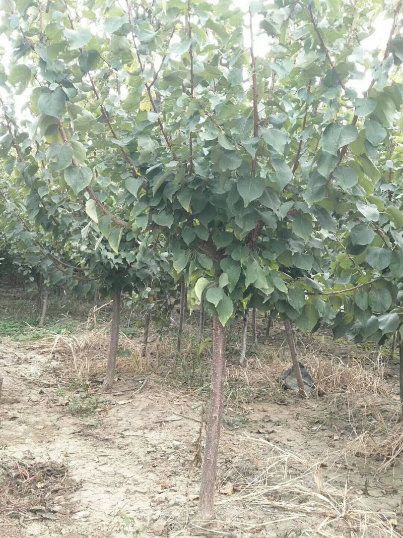 杏苗基地杏树苗批发基地直销价格优惠