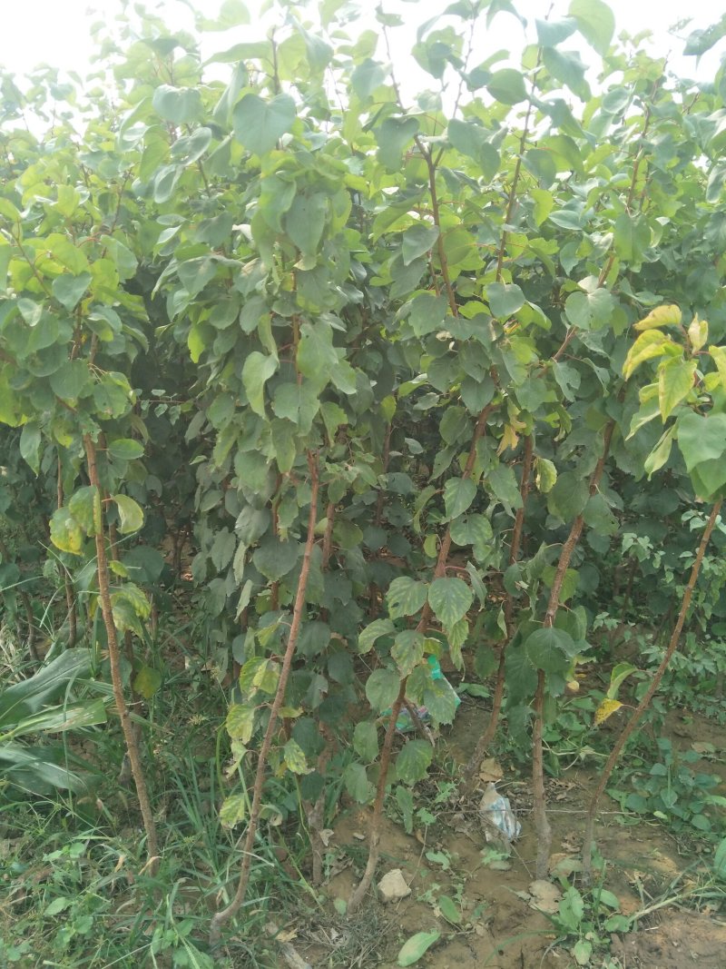 杏苗基地杏树苗批发基地直销价格优惠