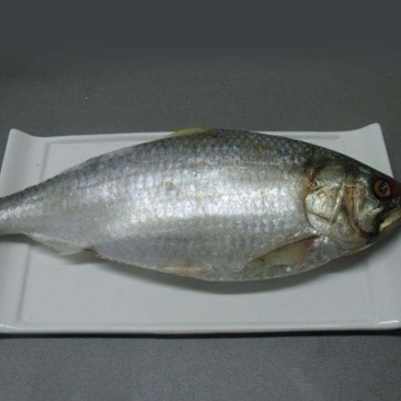 鲥鱼一斤至一斤半，冰鲜，没有土味
