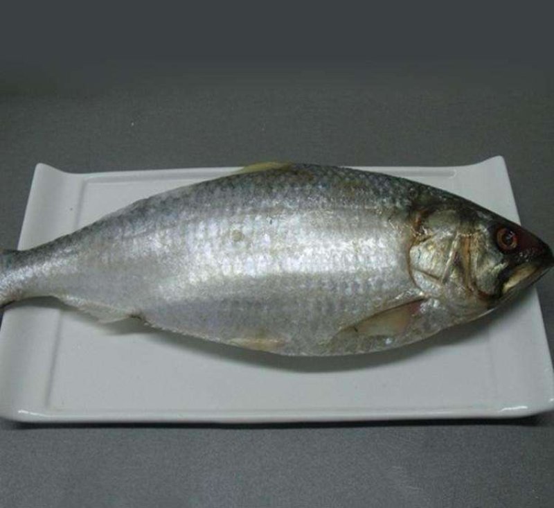 鲥鱼一斤至一斤半，冰鲜，没有土味