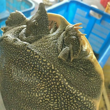甲鱼