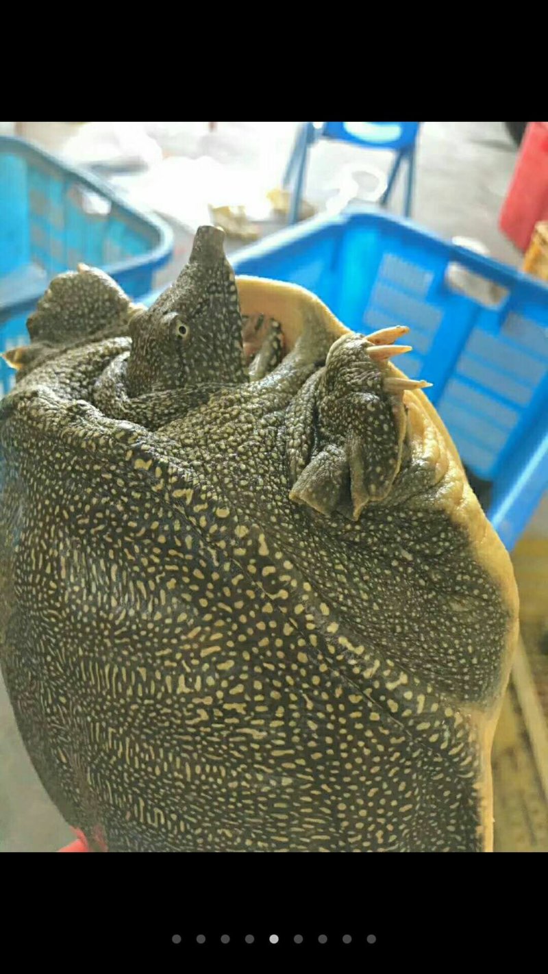 甲鱼