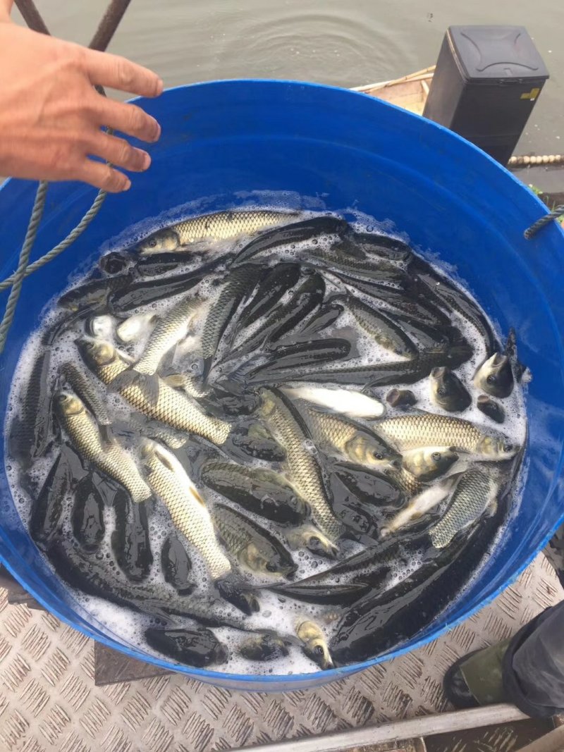 重庆草鱼苗养殖厂直发，提供技术指导量大从优