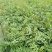 大红袍花椒苗产地直供、现挖现买、质量保证