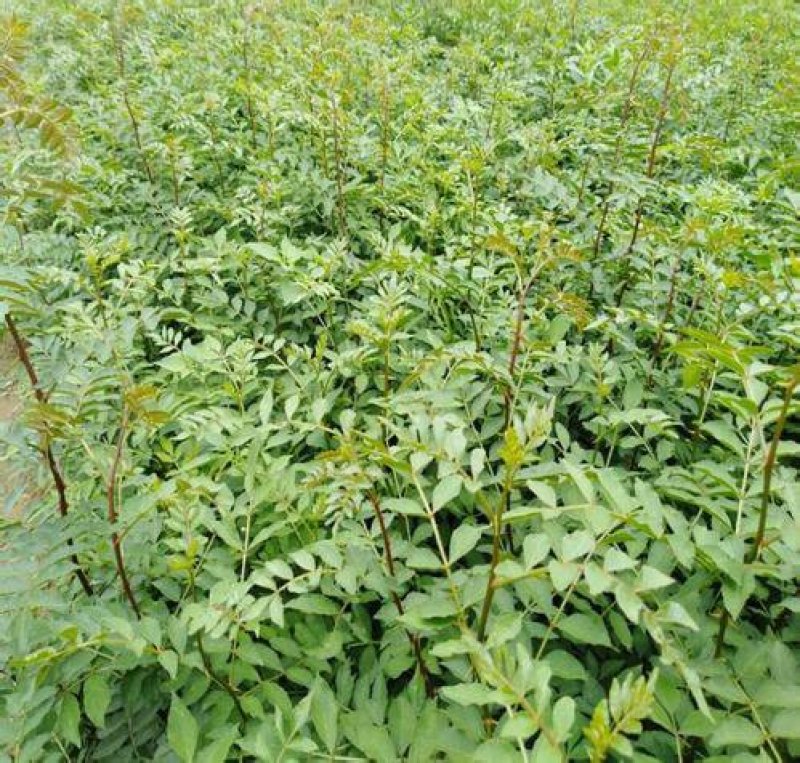 大红袍花椒苗产地直供、现挖现买、质量保证