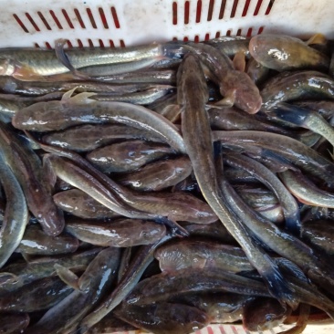 鲜活海沙逛