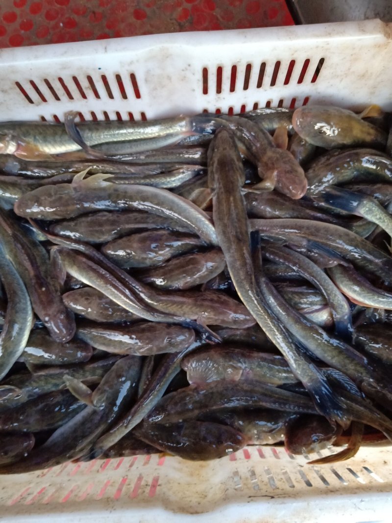 鲜活海沙逛