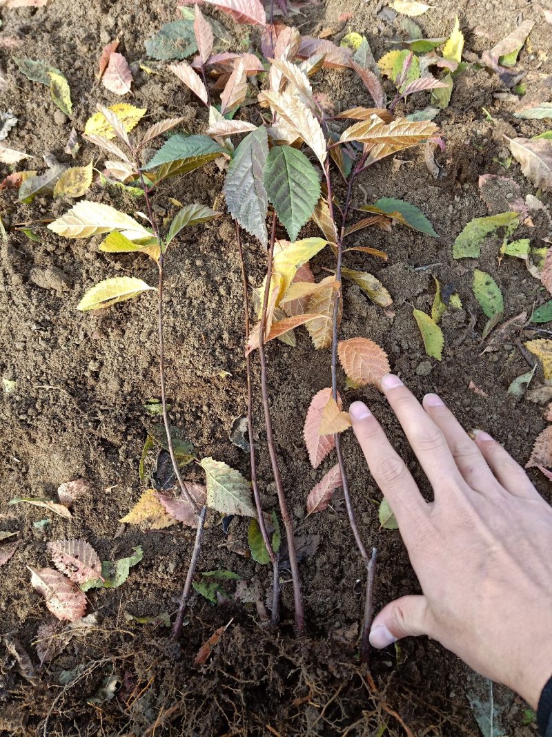 红叶榆叶梅，干枝插花，乔灌木两用。红叶榆叶梅杯苗及扦插苗