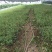 蓝莓苗（营养盒小苗）