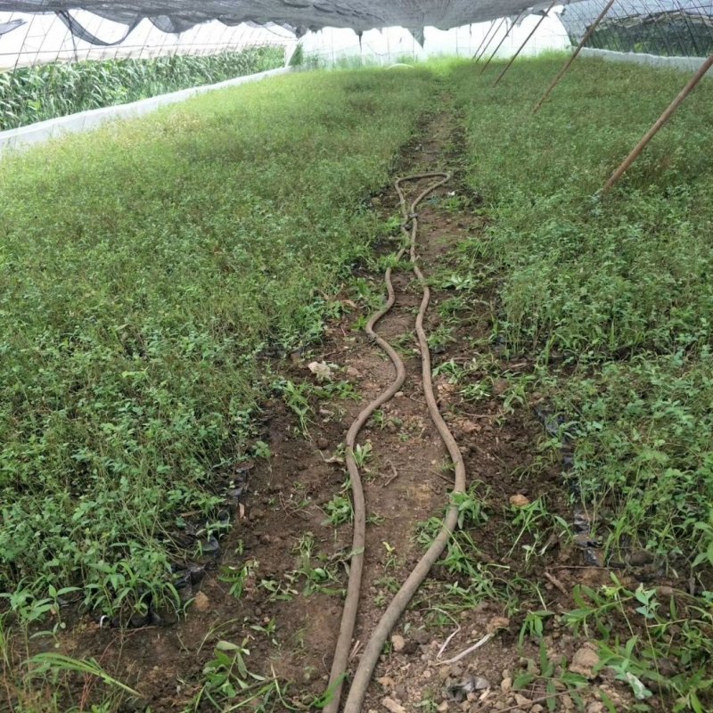 蓝莓苗（营养盒小苗）