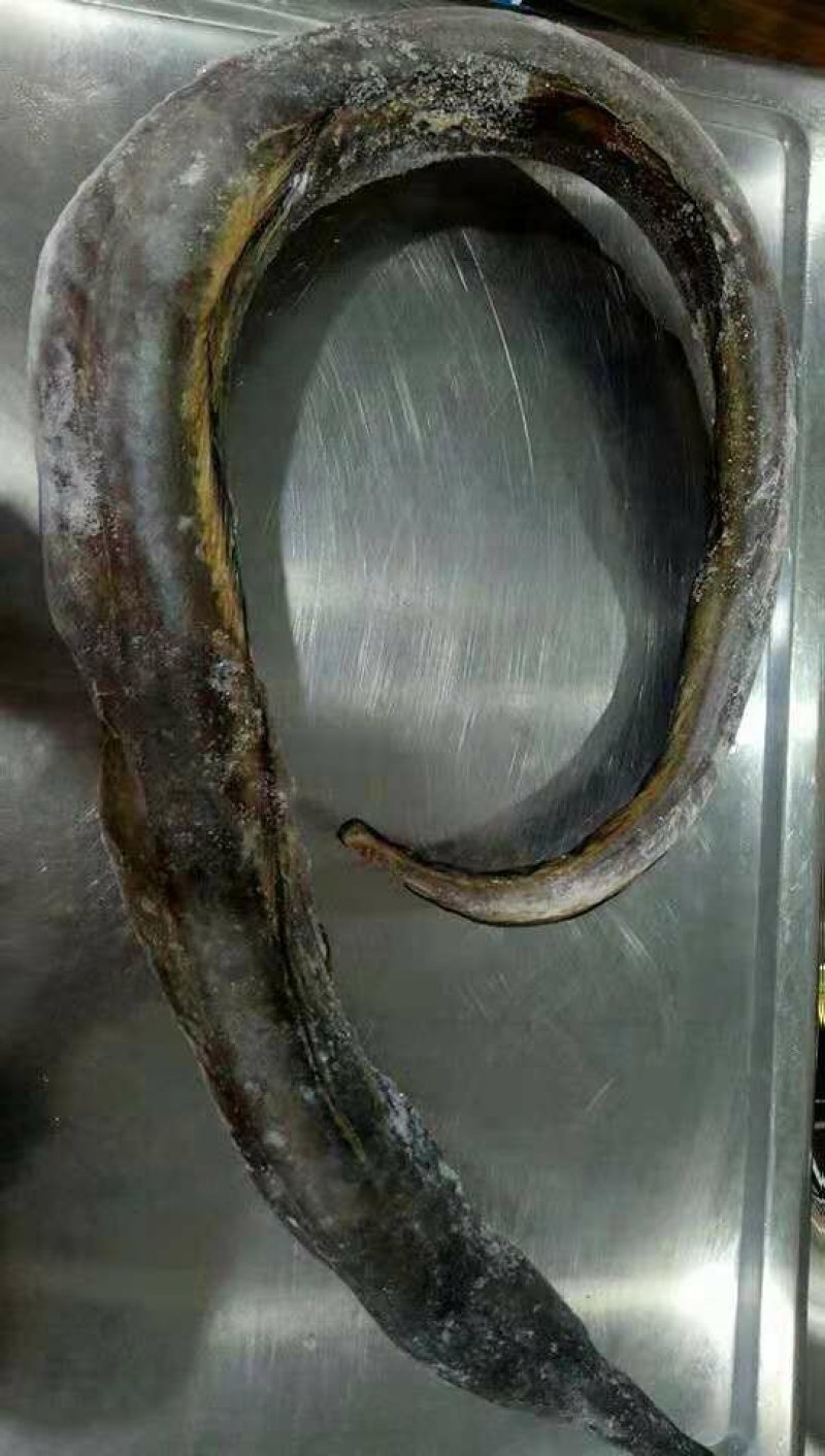 鳗鱼