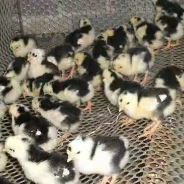 贵妃鸡苗
