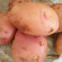 新鲜土豆合作88号3两半以上全部是人工分拣精品