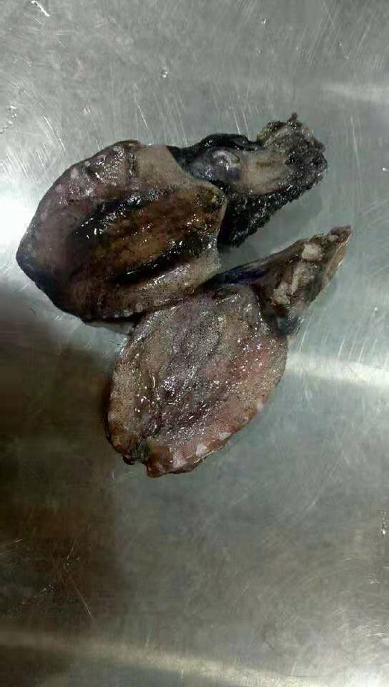 海水鱼类
