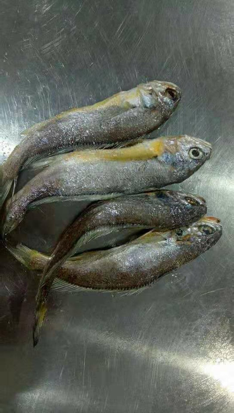 海水鱼类