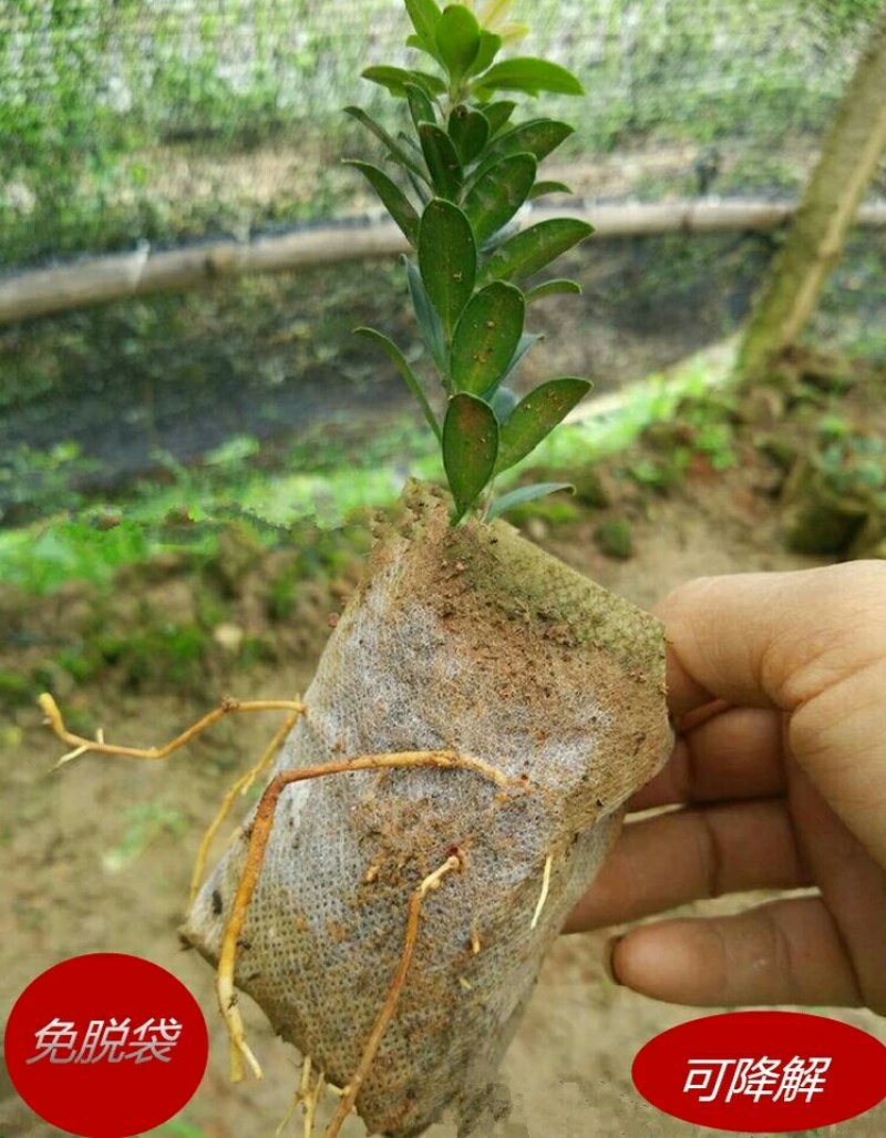 无纺布育苗袋