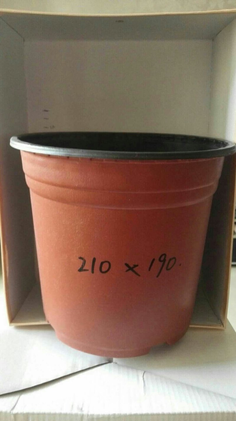 育苗盆