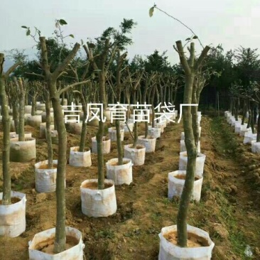 美植袋20厘米～1米都可以订做