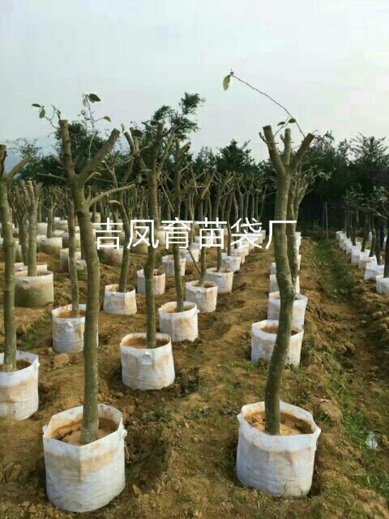 美植袋20厘米～1米都可以订做