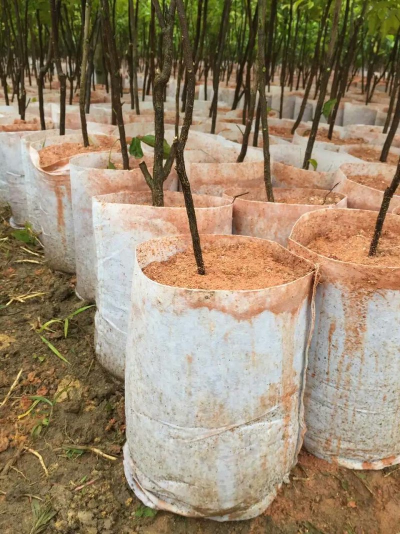 美植袋20厘米～1米都可以订做