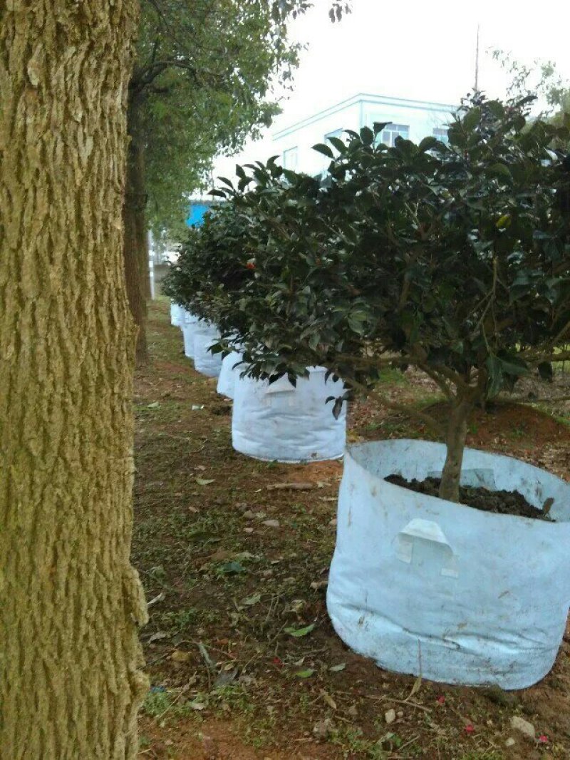 美植袋20厘米～1米都可以订做