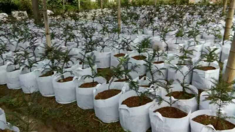 美植袋20厘米～1米都可以订做
