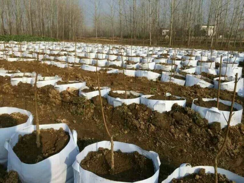 美植袋20厘米～1米都可以订做