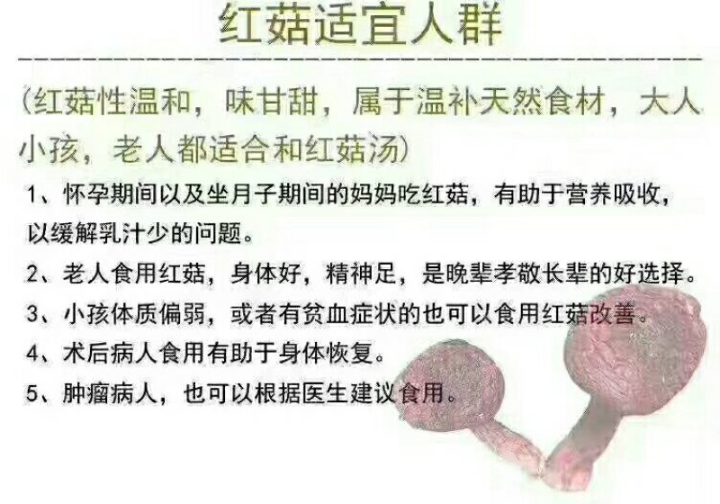 红菇