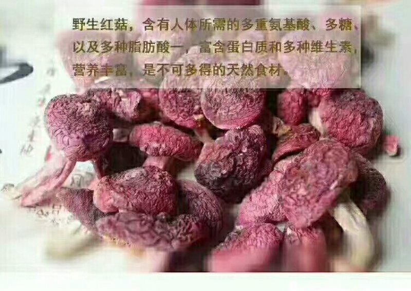 红菇