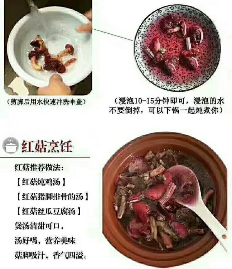 红菇