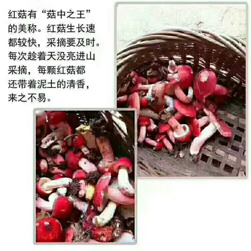 红菇