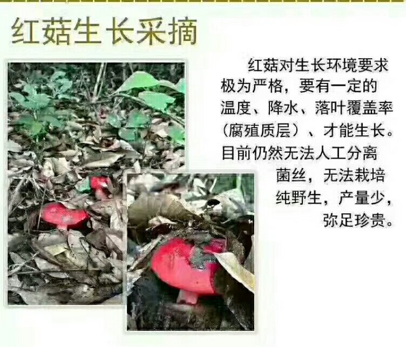 红菇