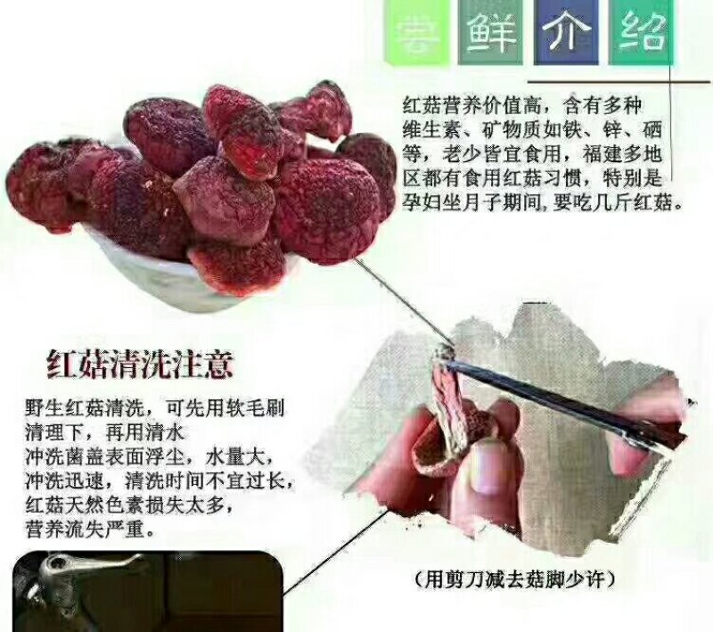 红菇