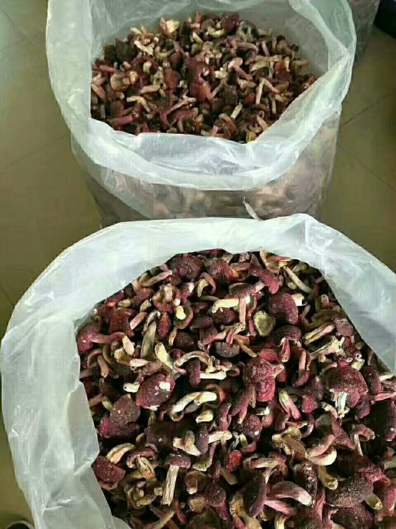 红菇